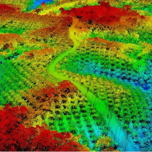 Point cloud lidar kalimantan palm tree VX15 yellowscan