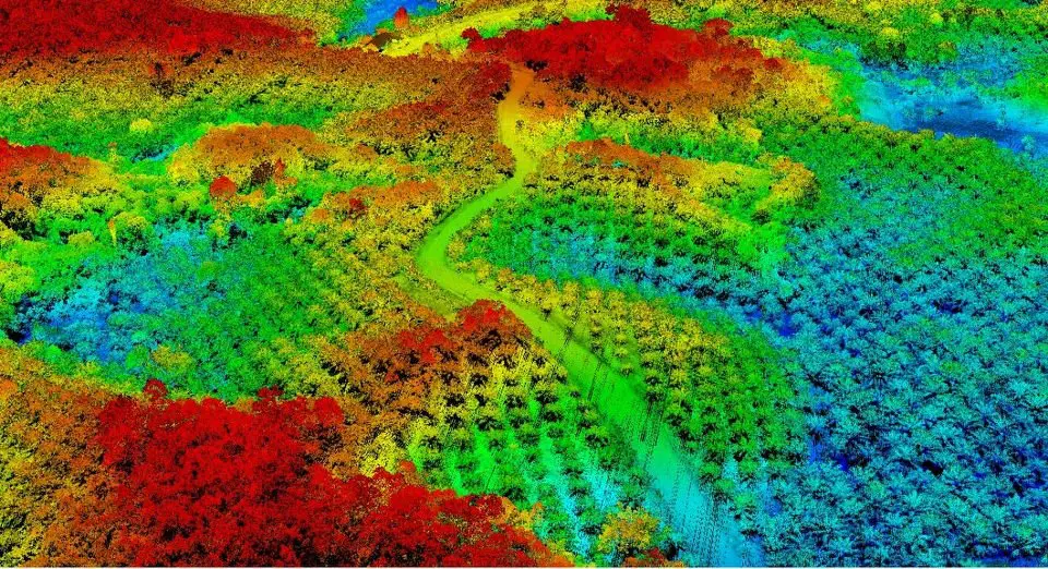 Point cloud lidar kalimantan palm tree VX15 yellowscan