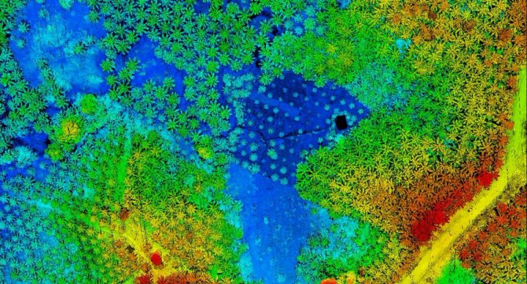 Point cloud lidar kalimantan palm tree VX15 yellowscan